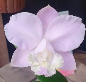 Cattleya loddigesii Tradição x Self - Dr. Bill's Orchids, LLC