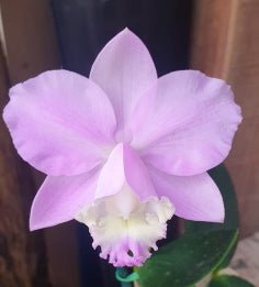Cattleya loddigesii Tradição x Self - Dr. Bill's Orchids, LLC