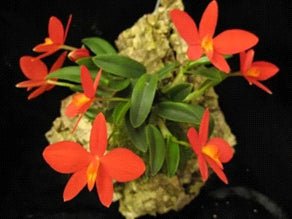 Cattleya mantiqueirae (riograndensis) - Dr. Bill's Orchids, LLC