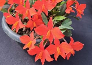 Cattleya mantiqueirae (riograndensis) - Dr. Bill's Orchids, LLC