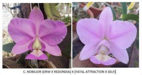 Cattleya nobilior [(DWR x Redondia) x (Fatal atraction x self)] - Dr. Bill's Orchids, LLC
