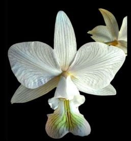 Cattleya nobilior (Eagle Moreno x Mascaras) - Dr. Bill's Orchids, LLC