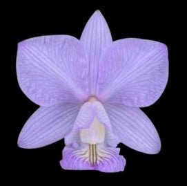 Cattleya nobilior (Eagle Moreno x Mascaras) - Dr. Bill's Orchids, LLC