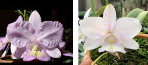 Cattleya nobilior (JJ x Chacur) - Dr. Bill's Orchids, LLC