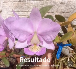 Cattleya nobilior (Rei do Cerrado x Deolanda x Gnomos) - Dr. Bill's Orchids, LLC