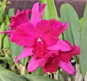 Cattleya Pasa Bambina 10 - Dr. Bill's Orchids, LLC
