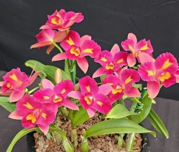 Cattleya Pasa Bambina 8 - Dr. Bill's Orchids, LLC