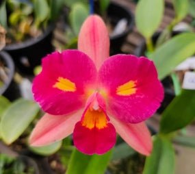 Cattleya Pasa Bambina 8 - Dr. Bill's Orchids, LLC