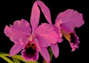 Cattleya percivaliana (karin Grafi x Dark Tradicao) - Dr. Bill's Orchids, LLC