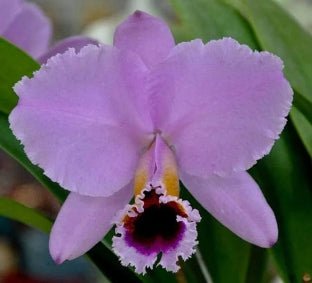 Cattleya percivaliana 'Thiago' - Dr. Bill's Orchids, LLC