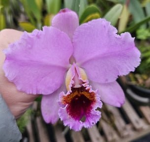 Cattleya percivaliana tipo 1 x Self - Dr. Bill's Orchids, LLC