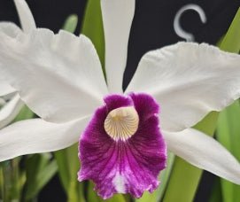 Cattleya purpurata 'roxo violeta' - Dr. Bill's Orchids, LLC