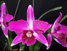 Cattleya purpurata sanguinea ('CG' x 'Sky Red') - Dr. Bill's Orchids, LLC