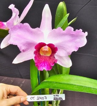 Cattleya purpurata *Select* OT 2407 - Dr. Bill's Orchids, LLC