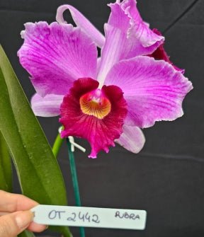 Cattleya purpurata *Select* OT 2442 - Dr. Bill's Orchids, LLC