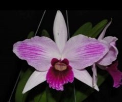 Cattleya purpurata (striata x sanguinea 'Sky Red') - Dr. Bill's Orchids, LLC