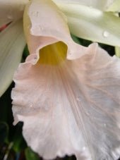Cattleya purpurata 'suave Tradicao' - Dr. Bill's Orchids, LLC