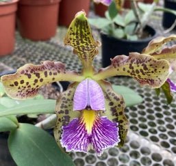 Cattleya schilleriana coerulea - Dr. Bill's Orchids, LLC