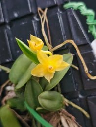 Cattleya (Soph) cernua flava - OT - Dr. Bill's Orchids, LLC