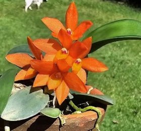 Cattleya (Soph) cernua - OT - Dr. Bill's Orchids, LLC