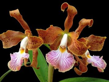 Cattleya velutina - Dr. Bill's Orchids, LLC