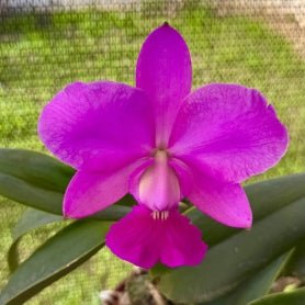 Cattleya walkeriana - Dr. Bill's Orchids, LLC