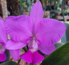 Cattleya walkeriana ((A14xA15) xA15 coerulea Tradicao) - Dr. Bill's Orchids, LLC