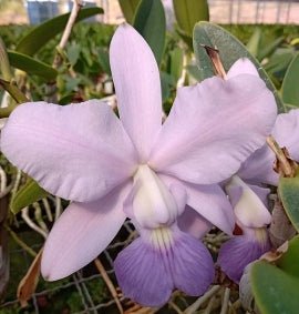 Cattleya walkeriana coerulea - Dr. Bill's Orchids, LLC
