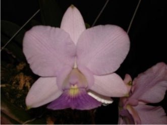 Cattleya walkeriana ((coerulea A14 x A15) x Tapazio) - Dr. Bill's Orchids, LLC