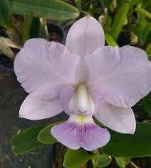 Cattleya walkeriana ((coerulea A14 x A15) x Tapazio) - Dr. Bill's Orchids, LLC