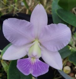 Cattleya walkeriana (coerulea xxx x coerulea Tradição) - Dr. Bill's Orchids, LLC