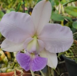 Cattleya walkeriana (coerulea xxx x coerulea Tradição) - Dr. Bill's Orchids, LLC