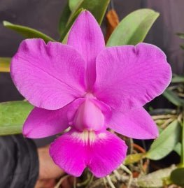 Cattleya walkeriana (rubra Tradicao x Suprema) - Dr. Bill's Orchids, LLC
