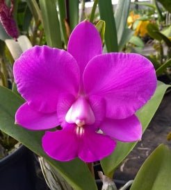 Cattleya walkeriana (rubra Tradicao x Suprema) - Dr. Bill's Orchids, LLC