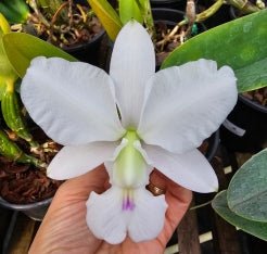 Cattleya walkeriana semi alba 'gravatinha' - Dr. Bill's Orchids, LLC