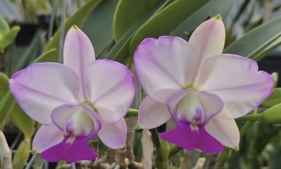 Cattleya walkeriana semi alba 'Satisfaction' - Dr. Bill's Orchids, LLC