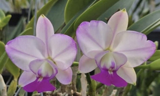 Cattleya walkeriana semi alba 'Satisfaction' - Dr. Bill's Orchids, LLC