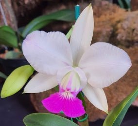 Cattleya walkeriana semi alba (Tokio x self) - Dr. Bill's Orchids, LLC