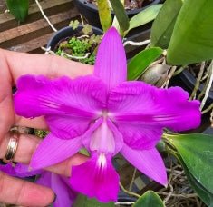 Cattleya walkeriana trilabelo (peloric) - Dr. Bill's Orchids, LLC