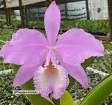 Cattleya warneri concolor x self - Dr. Bill's Orchids, LLC