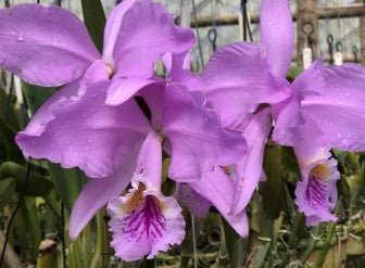Cattleya warneri (purpureo striata x Albatroz) - Dr. Bill's Orchids, LLC