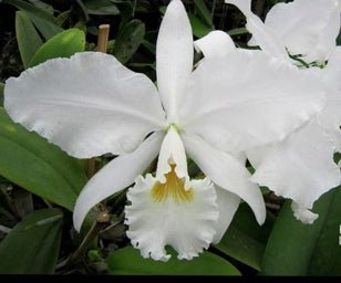 Cattleya warneri ('Ricardo Bells' x 'Robusta') - Dr. Bill's Orchids, LLC