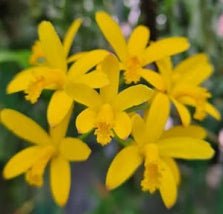 Cattleya (wittigiana x crispata) - Dr. Bill's Orchids, LLC