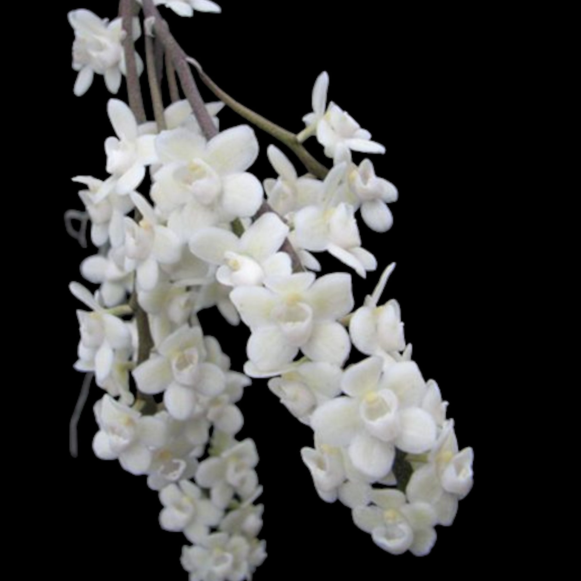 Chiloschista viridiflava fma alba - Dr. Bill's Orchids, LLC