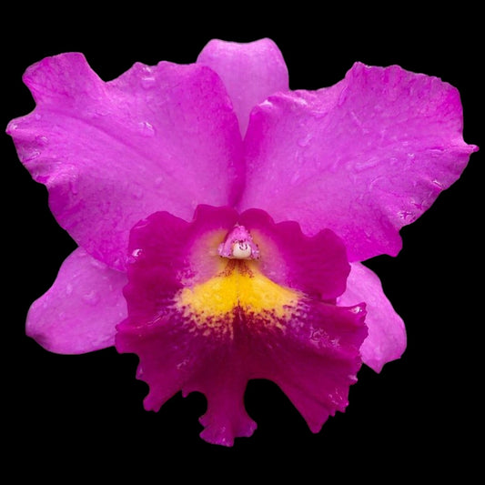 Chz. Hsinying Pink Doll 'Hsinying' - Dr. Bill's Orchids, LLC
