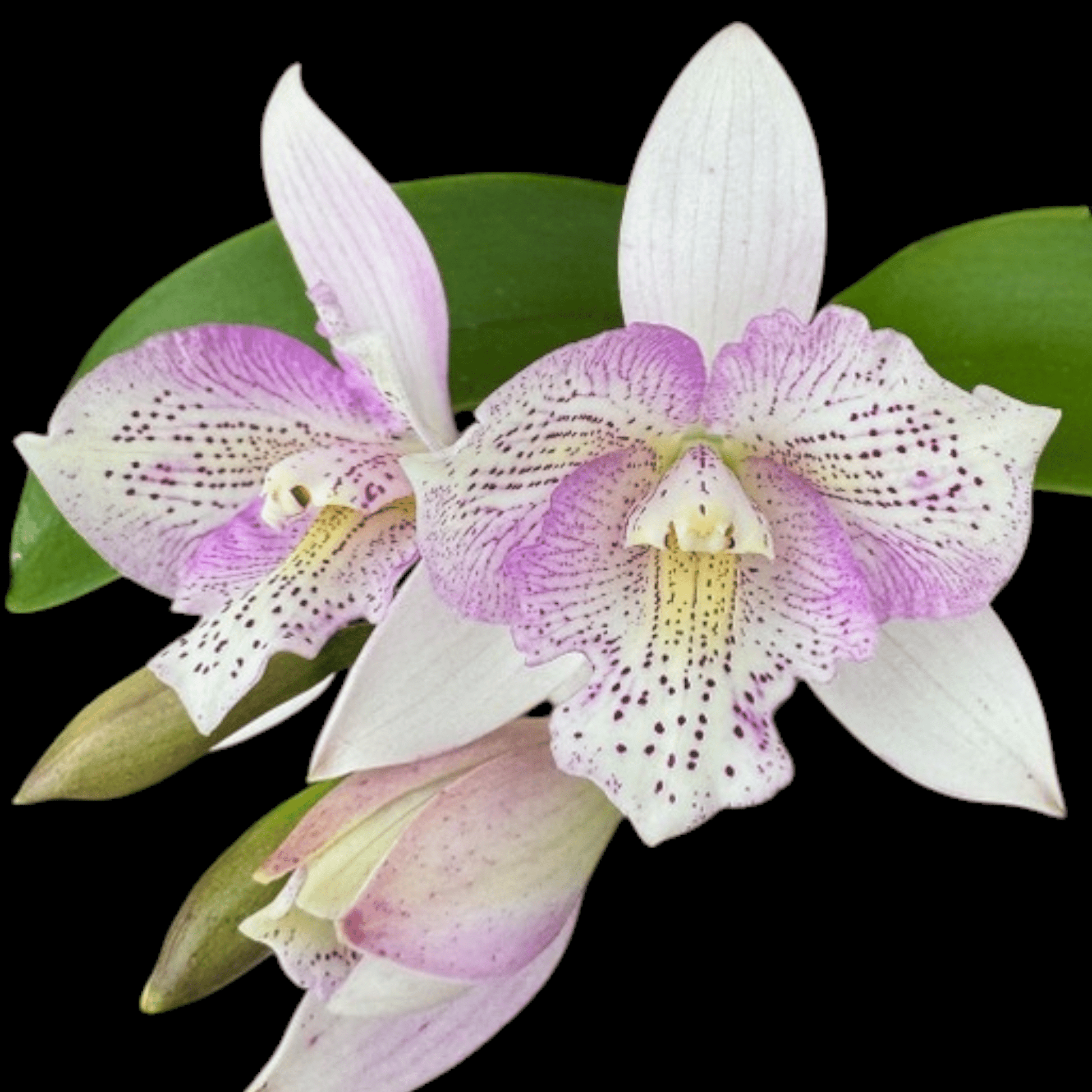 Clty. Chantilly Lace 'Twinkle' HCC/AOS - Dr. Bill's Orchids, LLC