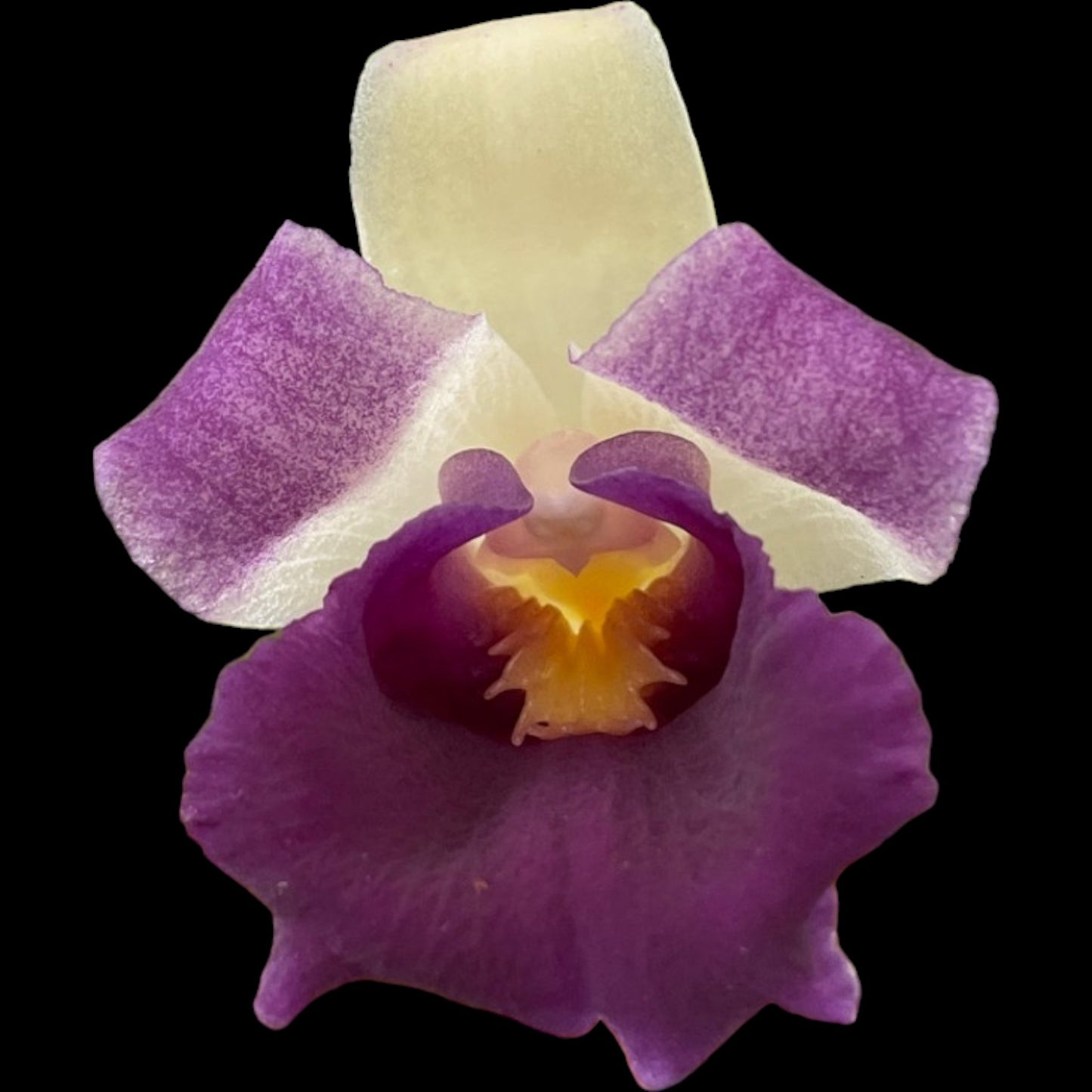 Cochleanthes discolor x sib - Dr. Bill's Orchids, LLC