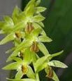 Coelogyne abreviatta - Dr. Bill's Orchids, LLC