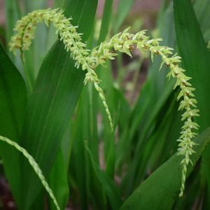 Coelogyne abreviatta - Dr. Bill's Orchids, LLC