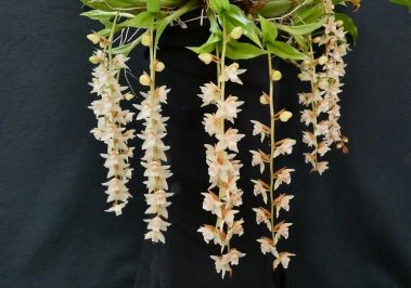Coelogyne chinensis - Dr. Bill's Orchids, LLC